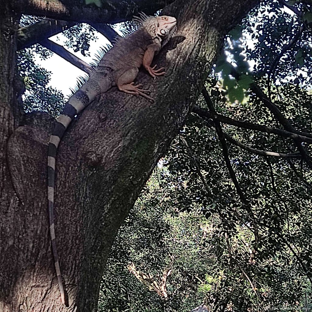 איגואנה משוטטת לה בחופשיות