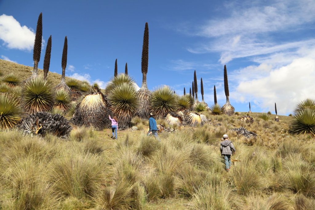 Puya