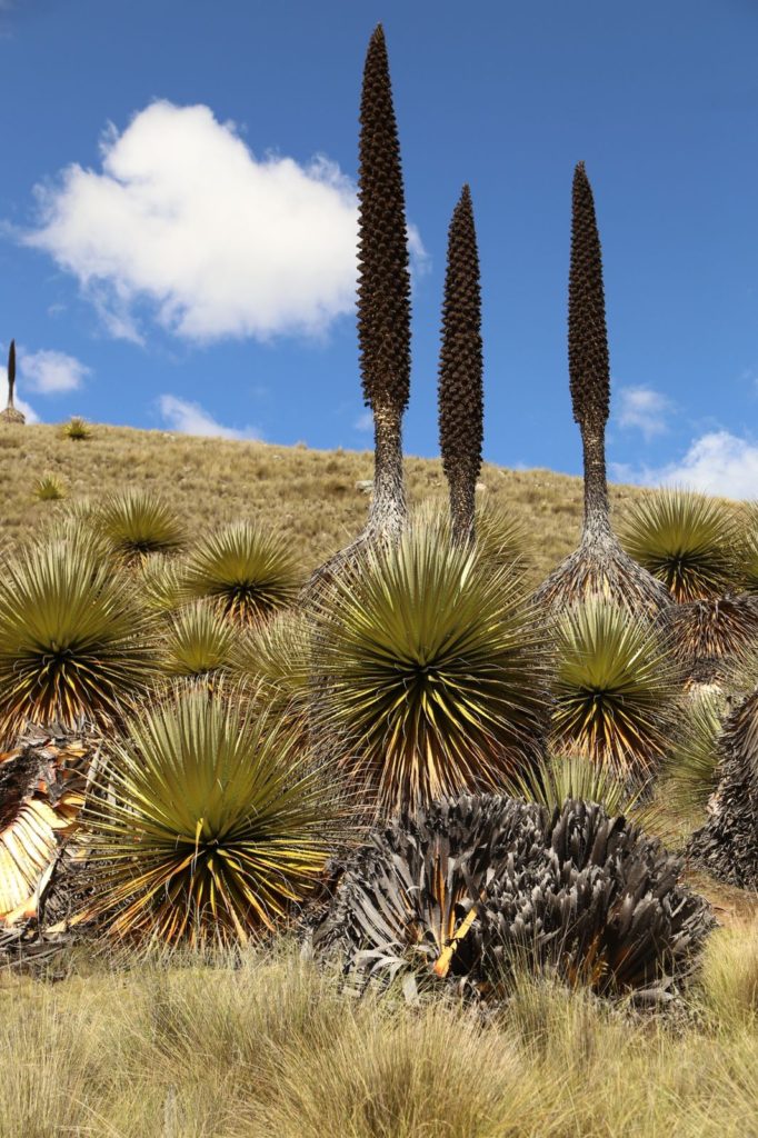 Puya