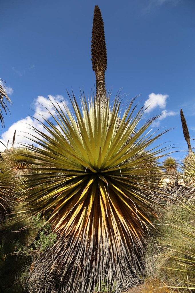 Puya